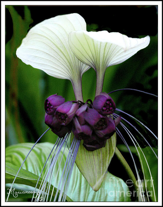 White Batflower by Mariarosa Rockefeller White Batflower by Mariarosa Rockefeller
